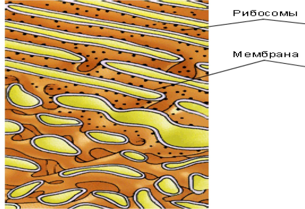Рисунок эндоплазматической сети