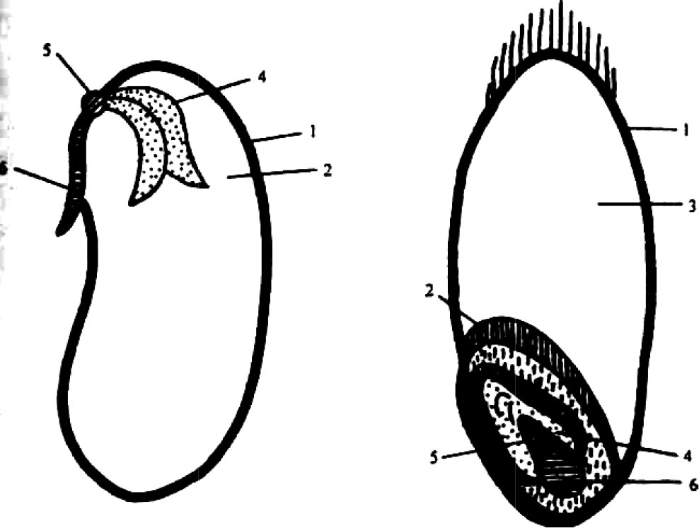 Покажите стрелками и подпишите на рисунке семенную кожуру семядоли зародышевый стебелек
