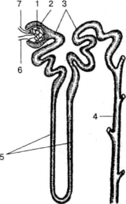 Строение нефрона рисунок черно белый